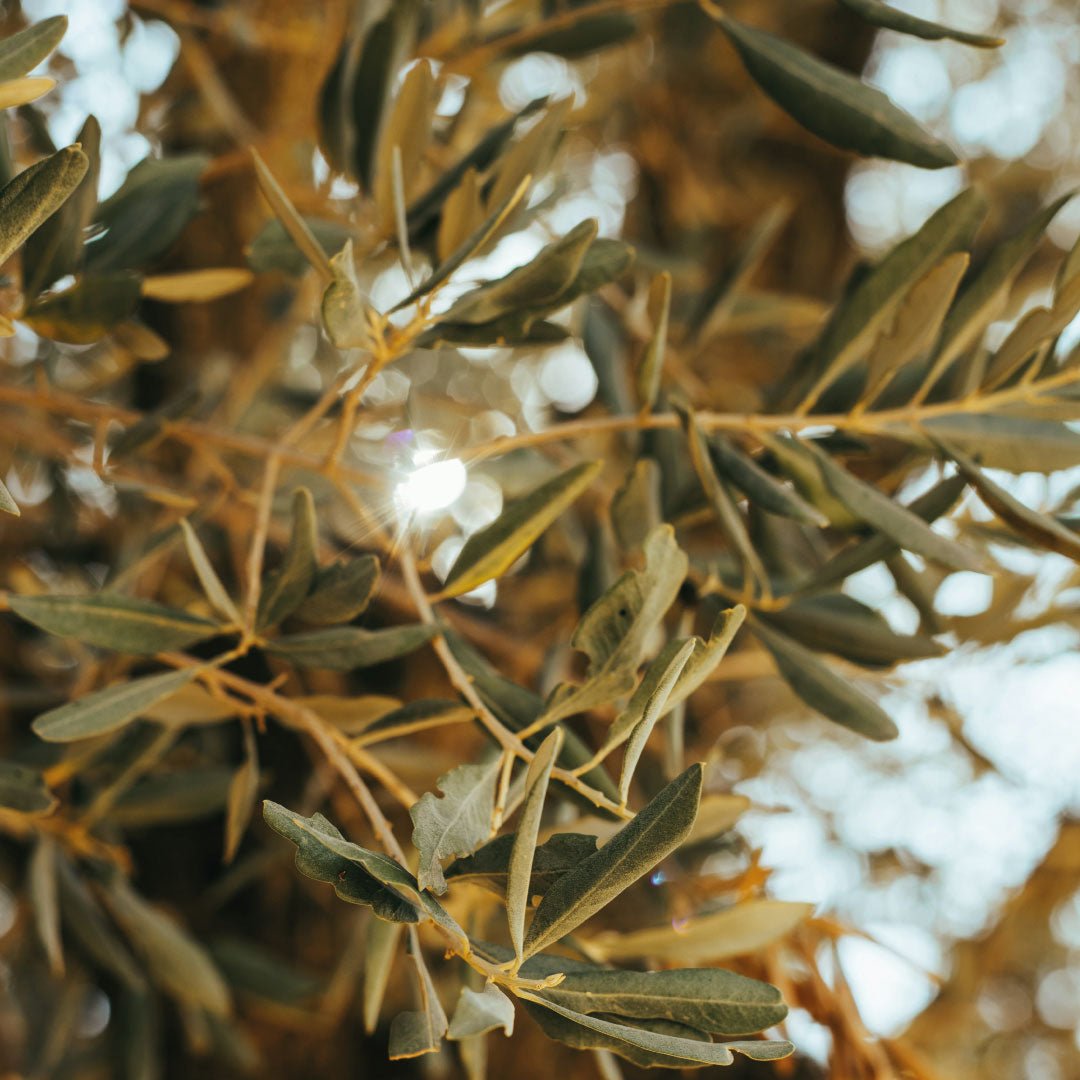 Olive Green Bedding: How the Olive Colour Creates Calm, Comfort and Better Sleep