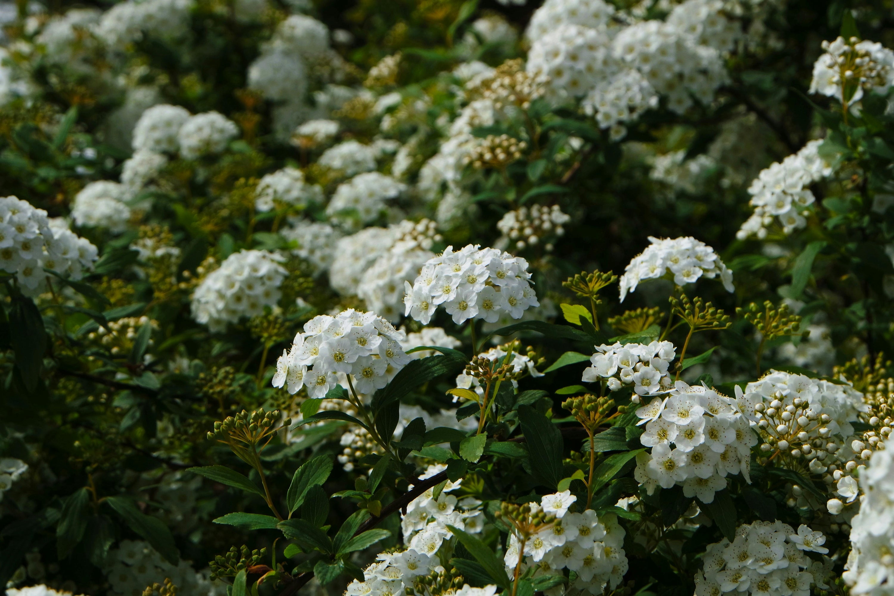 Snow White Bedding: The Timeless Power of White in Your Bedroom