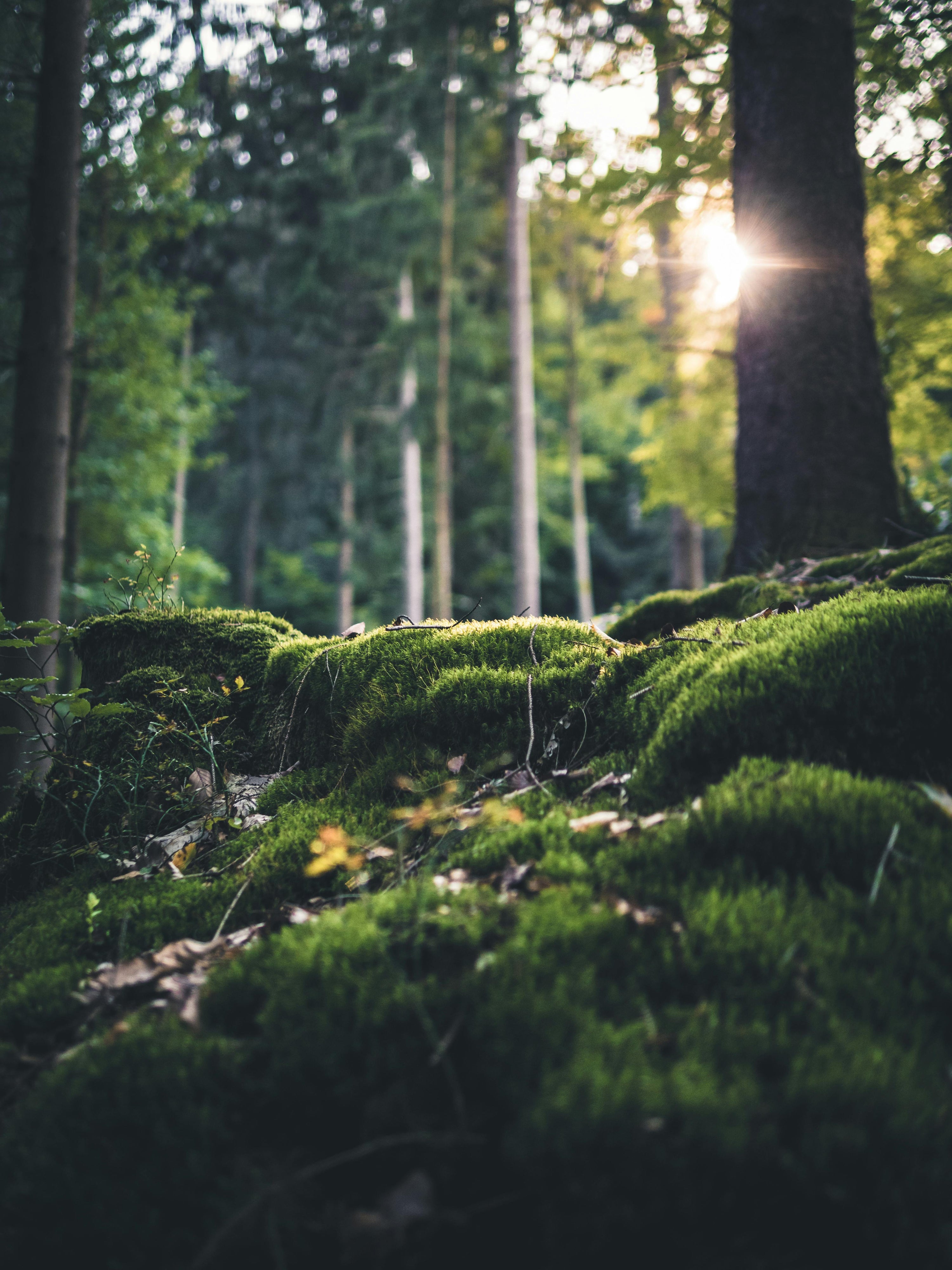 Dark Green Colour: Meaning, Benefits and Interior Design Trends in the UK