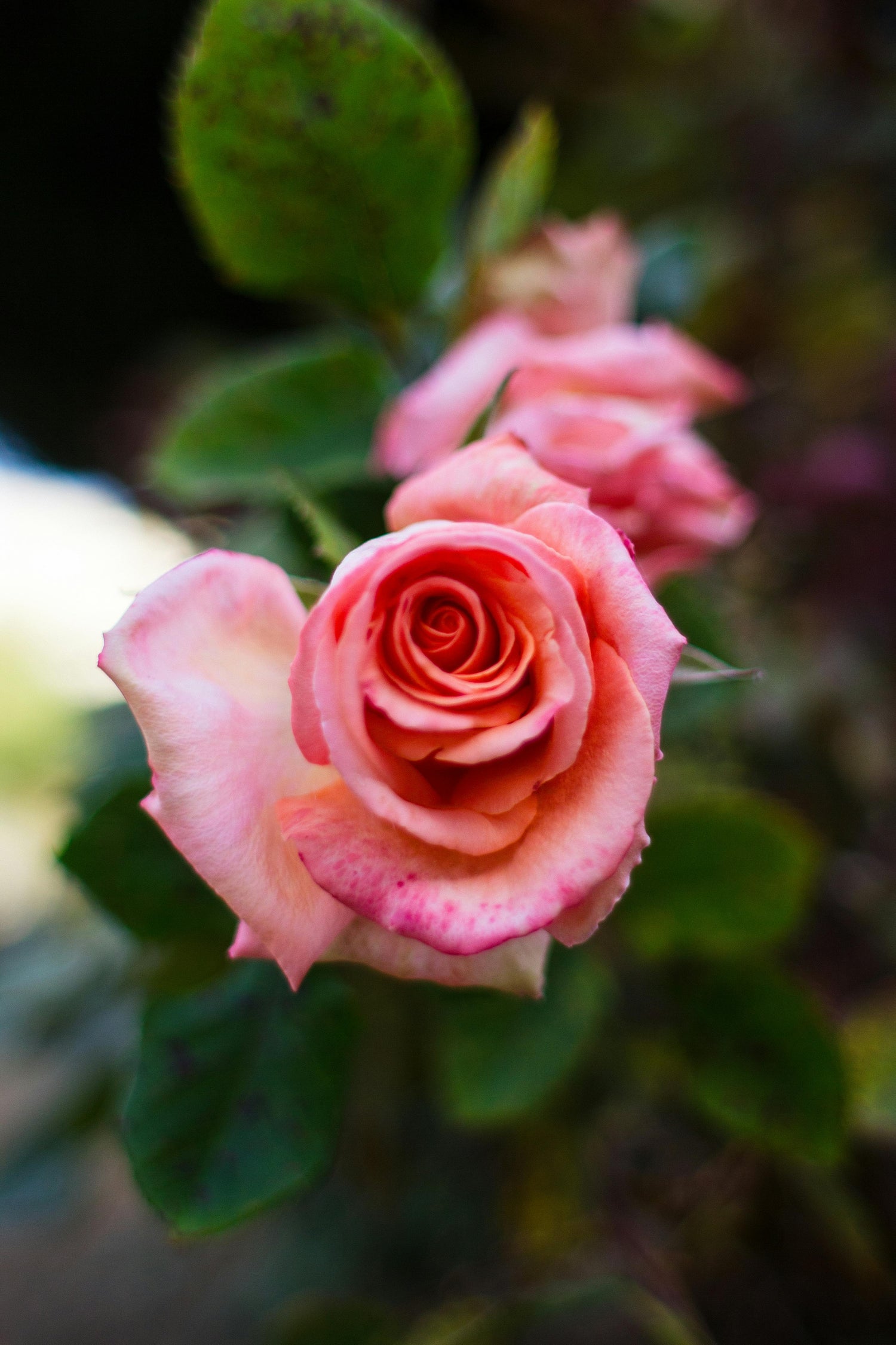 Old Rose Colour: The Soft Blush That Makes a Room Feel Calm, Warm and Collected